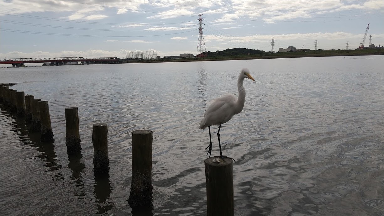 Edogawa River clean up Oct 24, 2020